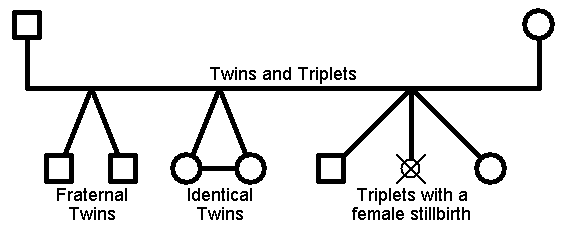 Child links are joined for multiple births such as twins and triplets